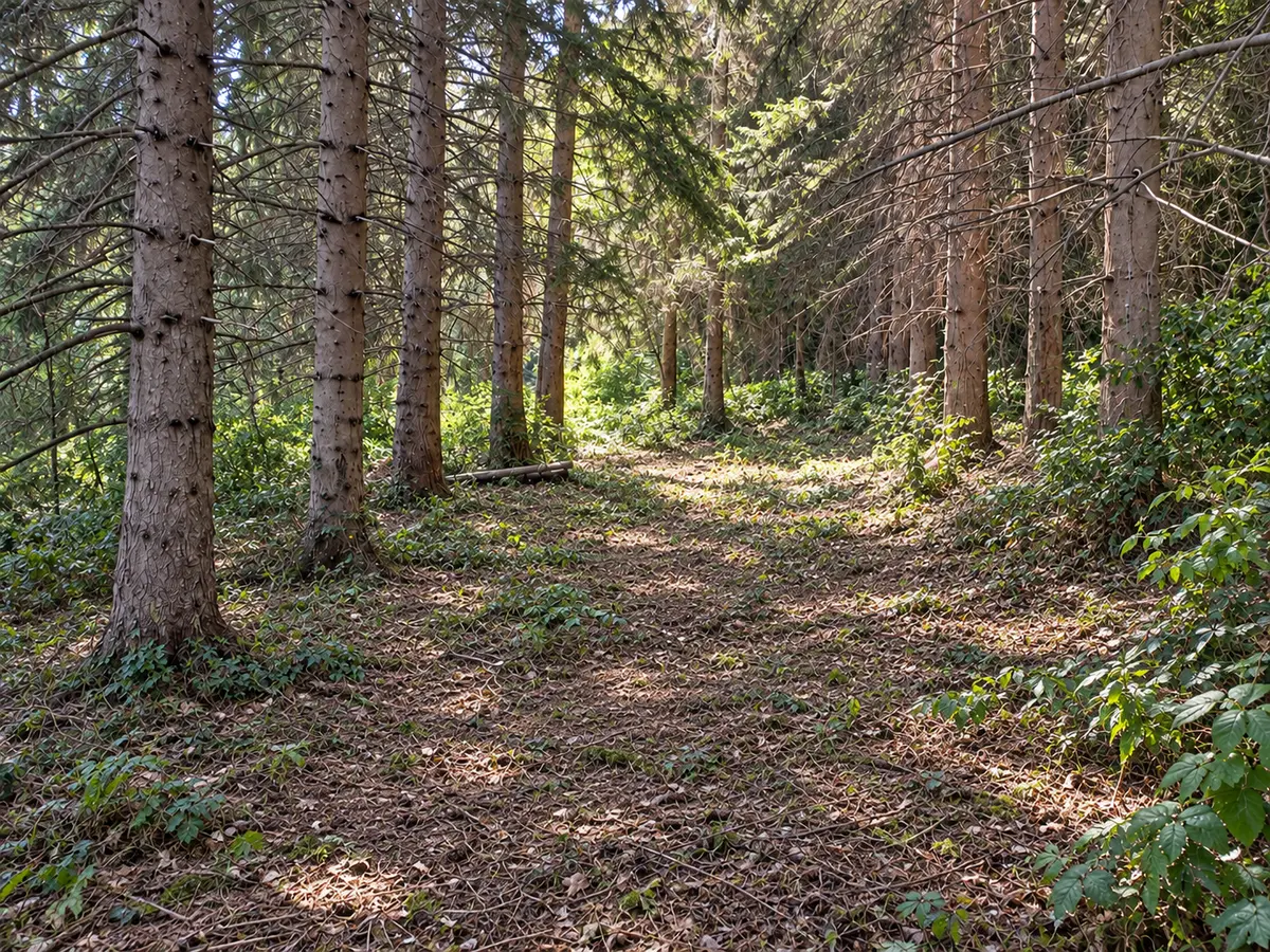 Tratto boschivo con sottobosco pulito